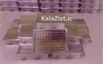 Magnetic Based Whole Blood DNA extraction Kit, Plate format